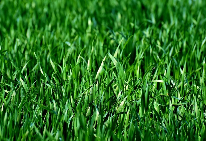 Rasen düngen: Nahaufnahme Rasenfläche
