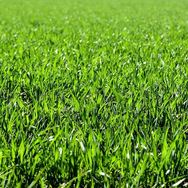 Tipps für Rasenpflege im Frühling