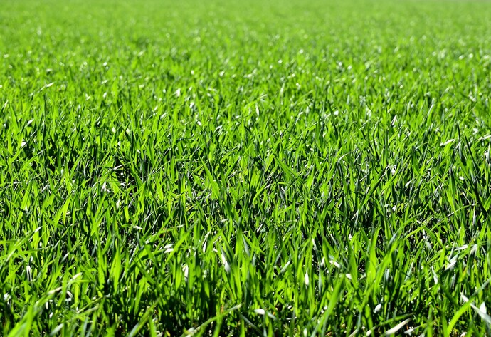 Tipps für Rasenpflege im Frühling