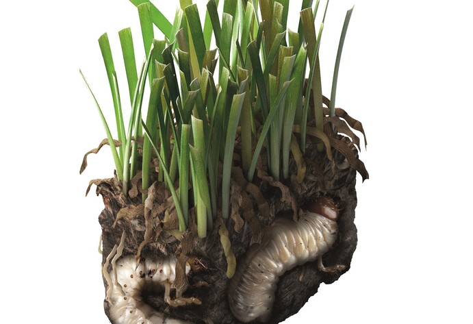 Schädlinge im Garten: Gartenlaubkäfer Engerlinge