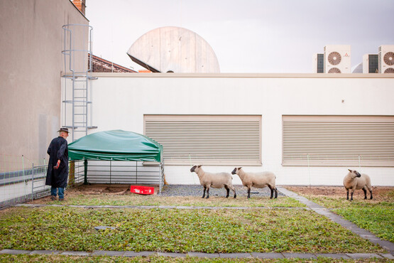 Schäfer auf Gründach mit Schafen