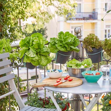Tischchen auf dem Balkon umgeben von Salat und Kräutern in Töpfen