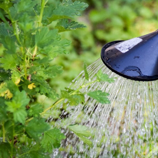 Wasser wird aus einer Gießkanne auf eine grüne Pflanzen gegossen