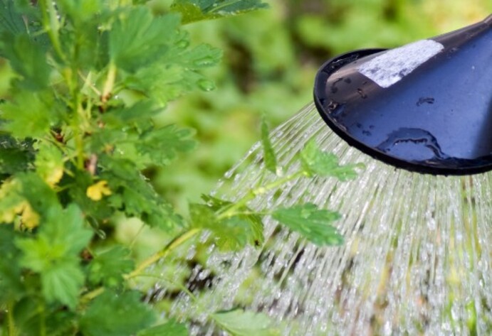 Wasser aus der Gießkanne