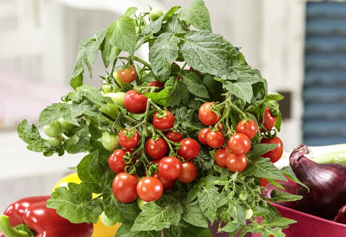 Mini-Tomaten