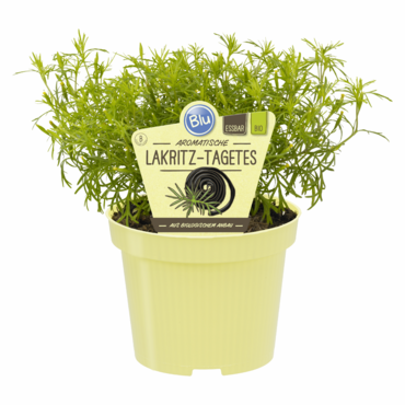 Lakritz-Tegetes