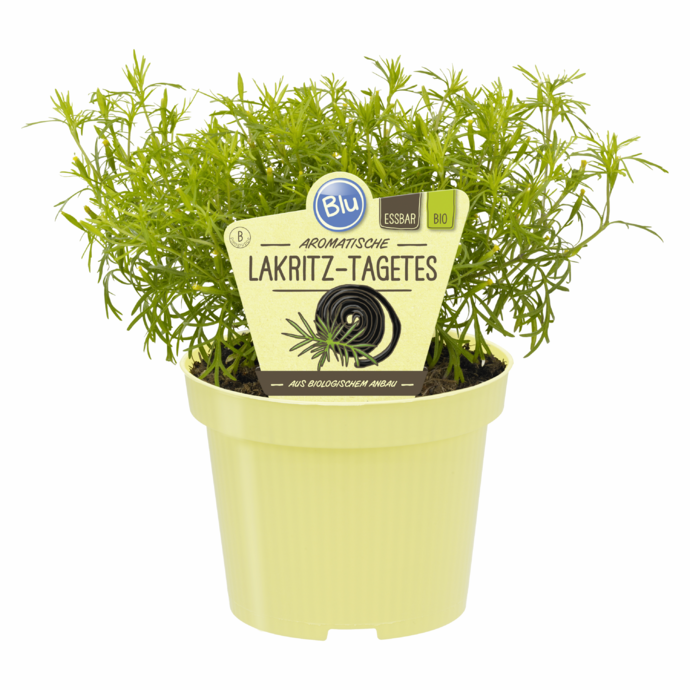 Lakritz-Tegetes