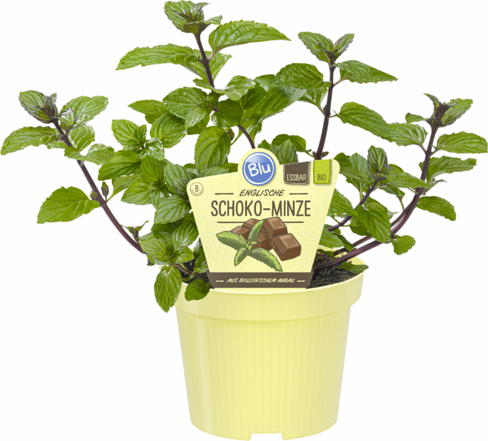 Schoko-Minze