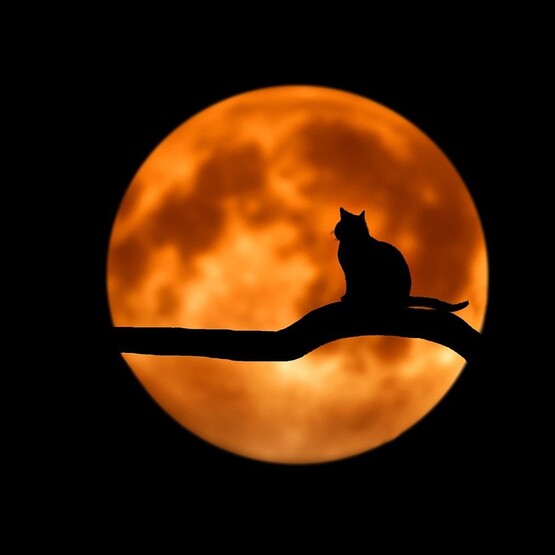 Katze im Mondschein