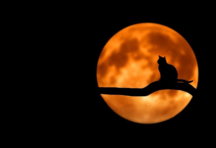 Katze im Mondschein