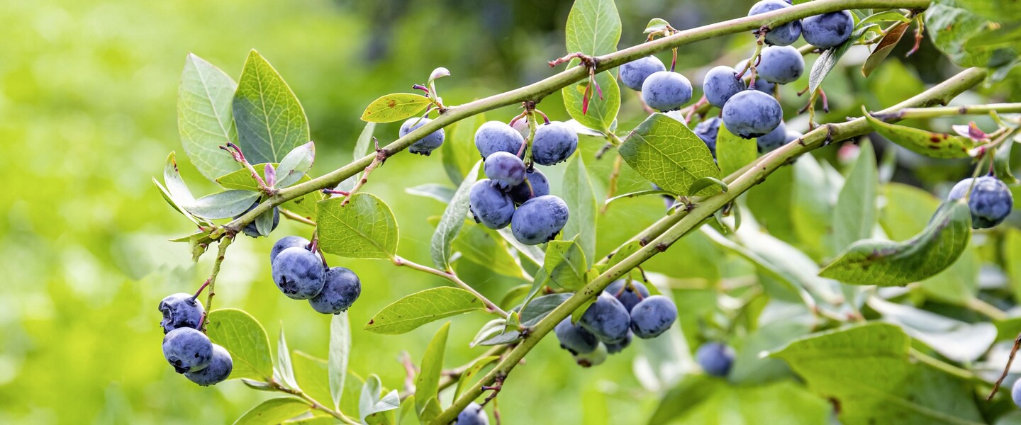Reife Heidelbeeren