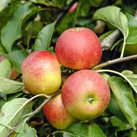 Apfel Elstar