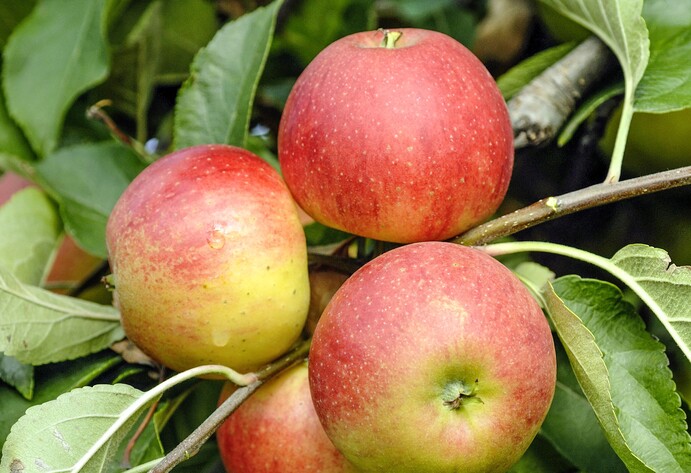 Apfel Elstar