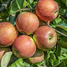 Apfel Jonagold