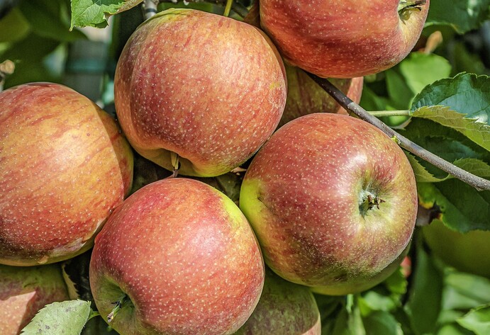 Apfel Jonagold