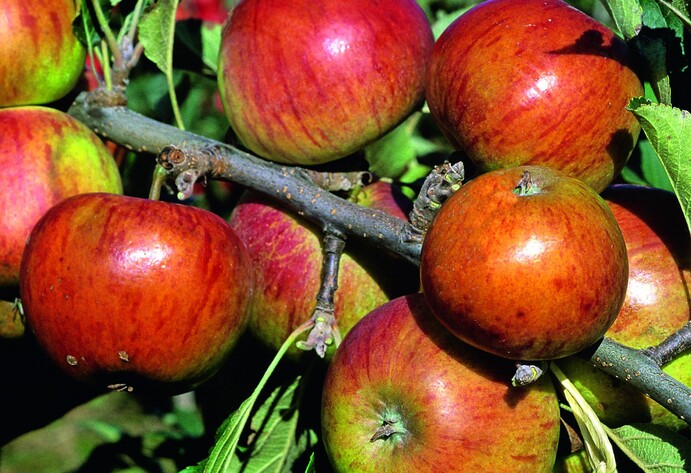 Apfel Cox Orange