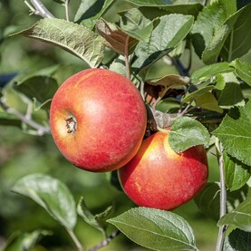 Apfel Rote Goldparmäne