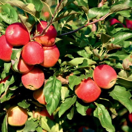 Äpfel