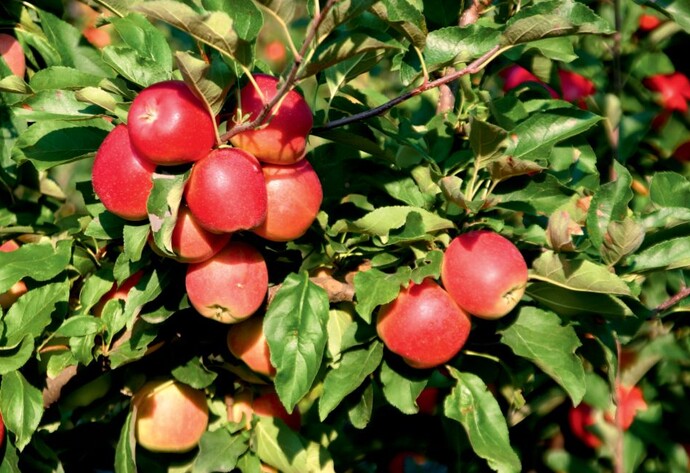 Äpfel
