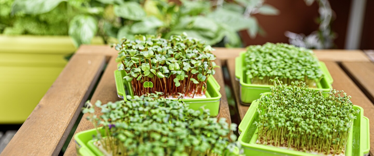 4 kleine Sch&auml;lchen mit verschiedenen Sprossen