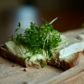 Kresse auf Käsebrot