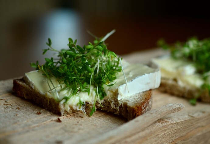 Kresse auf Käsebrot