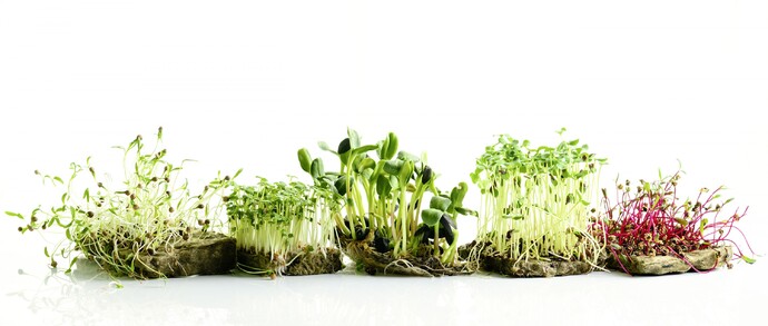 Verschiedene Sprossenarten