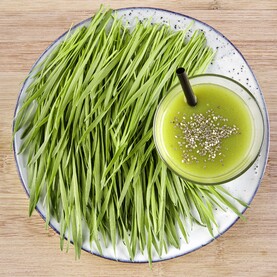 Teller mit Weizengras-Sprossen