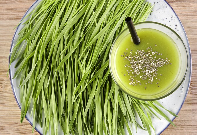 Teller mit Weizengras-Sprossen