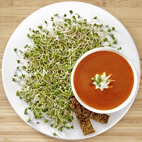 Sperli Sprossen Brokkoli