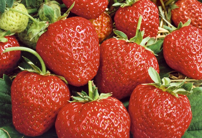 Erdbeere Korona