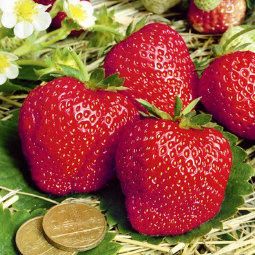 Erdbeere Sweet Mary