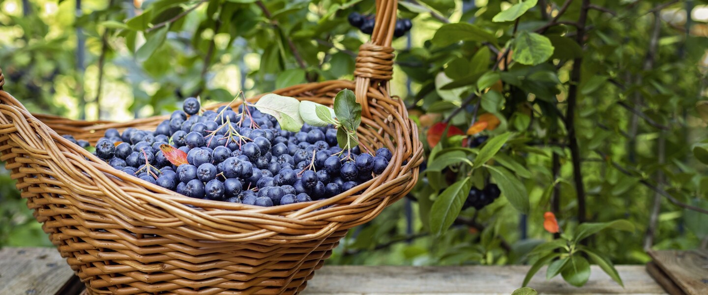 Gepflückte Aroniabeeren