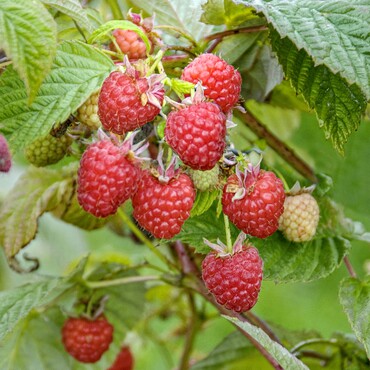 Himbeere Sanibelle