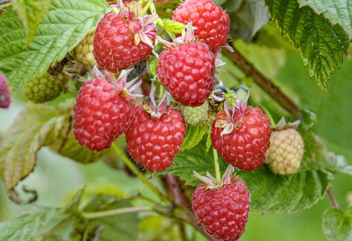 Himbeere Sanibelle