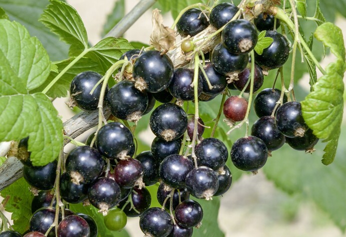 Johannisbeere Titania