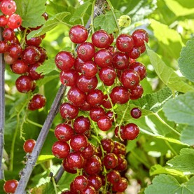 Johannisbeere Jonkheer van Tets
