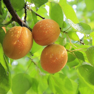 Aprikosen am Baum
