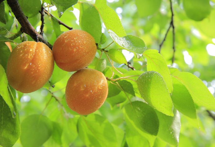 Aprikosen am Baum