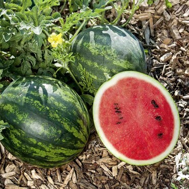 Wassermelone 'Mini Love' F1