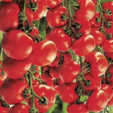 Strauchtomate 'Starlias® Red'