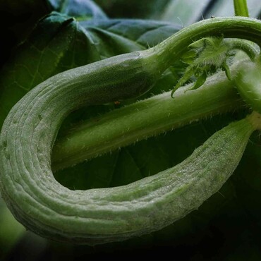 Schlangengurke Melva