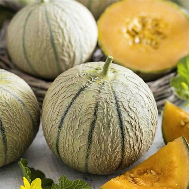 Zucker-Melone 'Perseus' F1