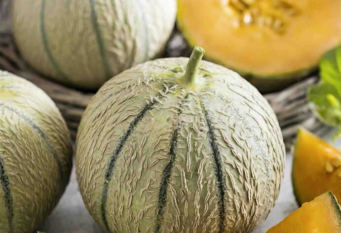 Zucker-Melone 'Perseus' F1