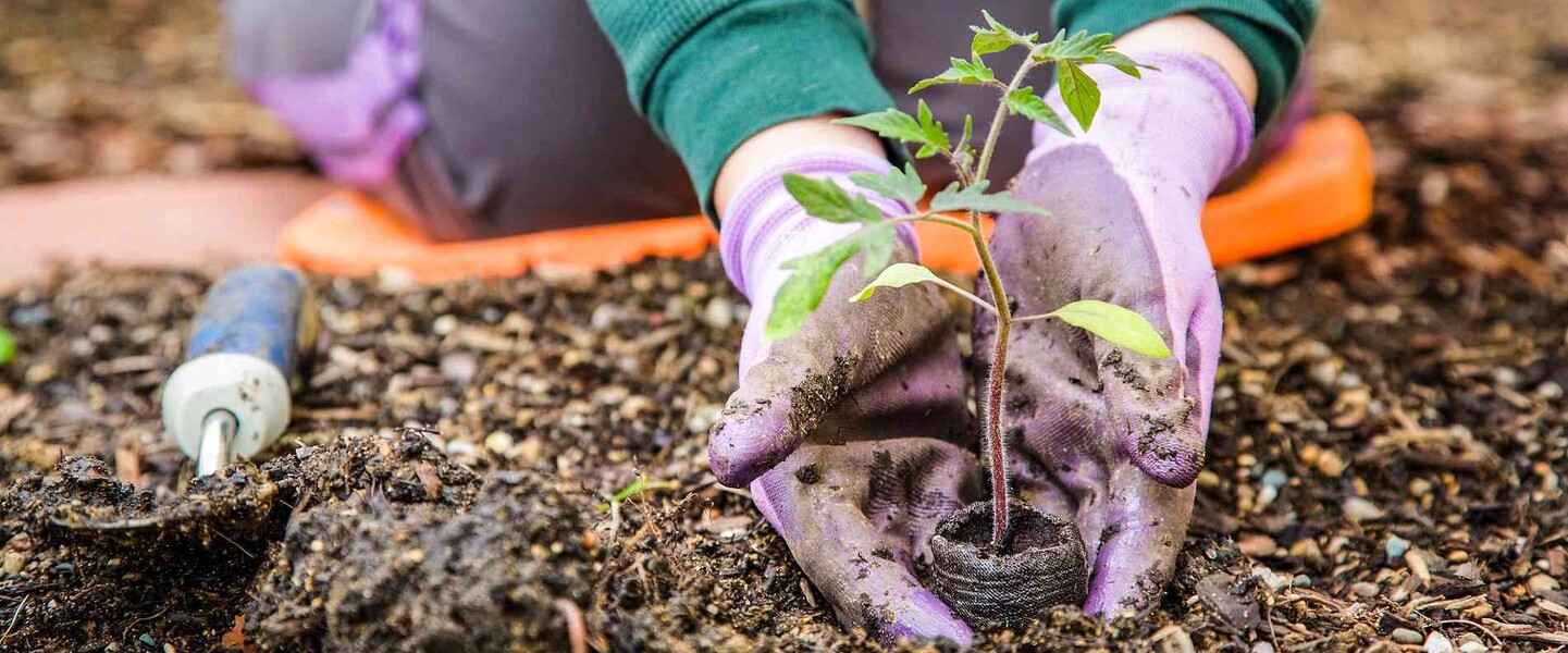 Setzling einpflanzen