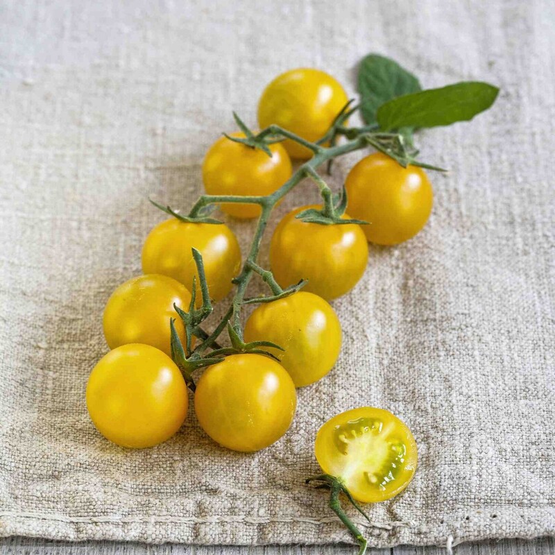Bio-Nektar Cherrytomate 'Solena® Sweet' gelb