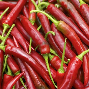 Jumbo-Peperoni 'Amboy' F1