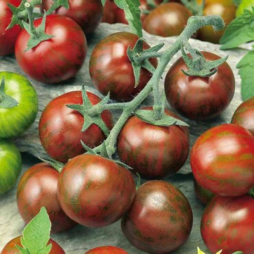 Zebra Cocktailtomate 'Manolo® Zebra