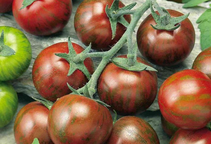 Zebra Cocktailtomate 'Manolo® Zebra