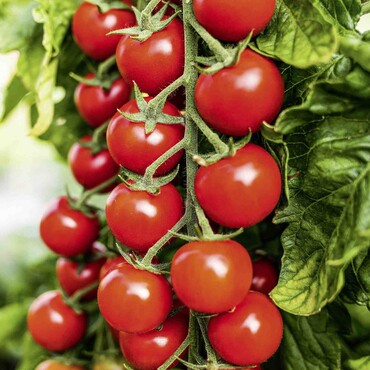 Cherry-Tomate 'Sanvitos®'